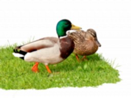 banner patos.png